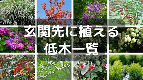 紅葉植物風水|紅葉を玄関に植えるのは風水的に吉!季節の移ろいを。